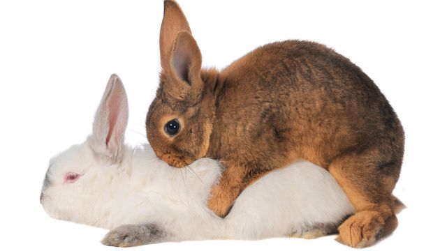 a small rabbit sitting on top of a white bunny