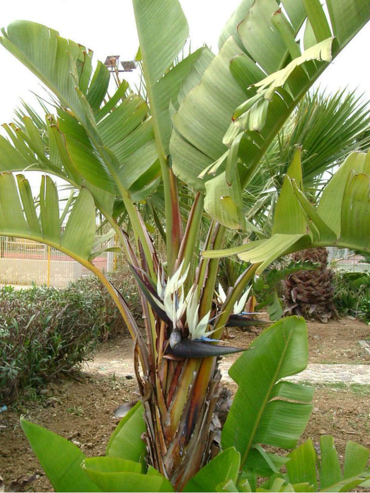 there is a bird sitting on the top of a plant in the yard with lots of leaves around it