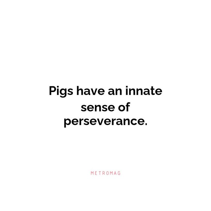 the words pigs have an intimate sense of perseverance on a white background