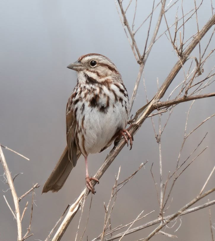 a brown and white bird sitting on top of a tree branch next to dry branches