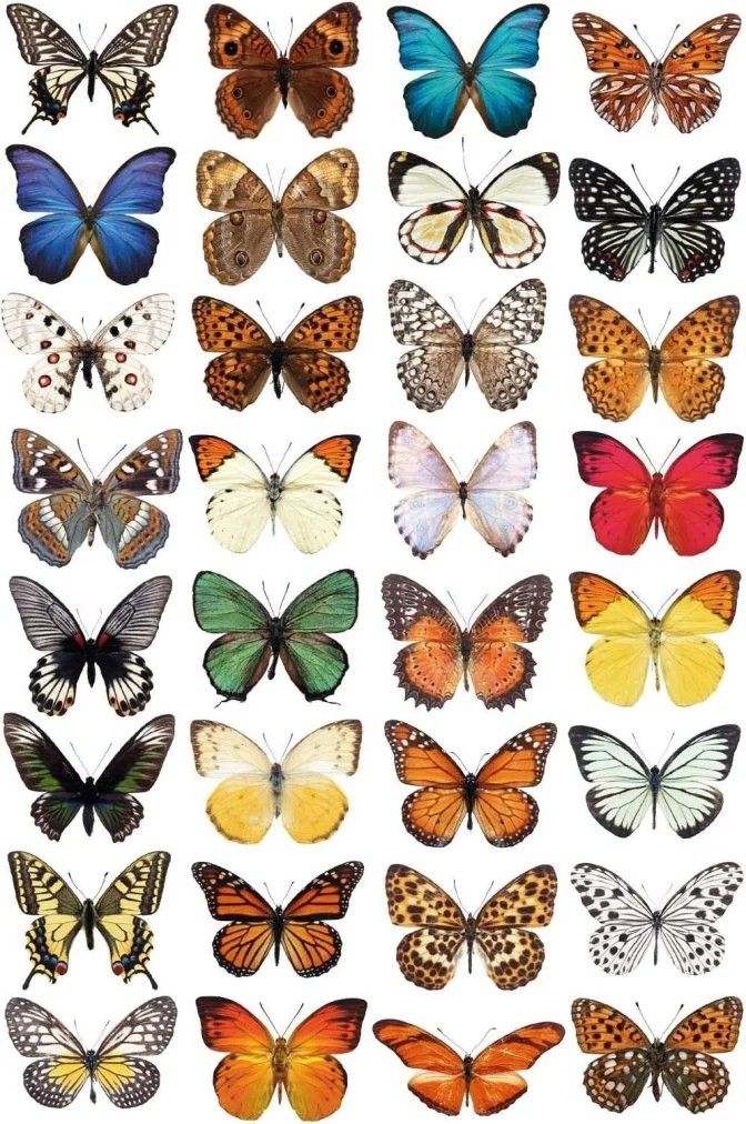 a large group of butterflies on a white background