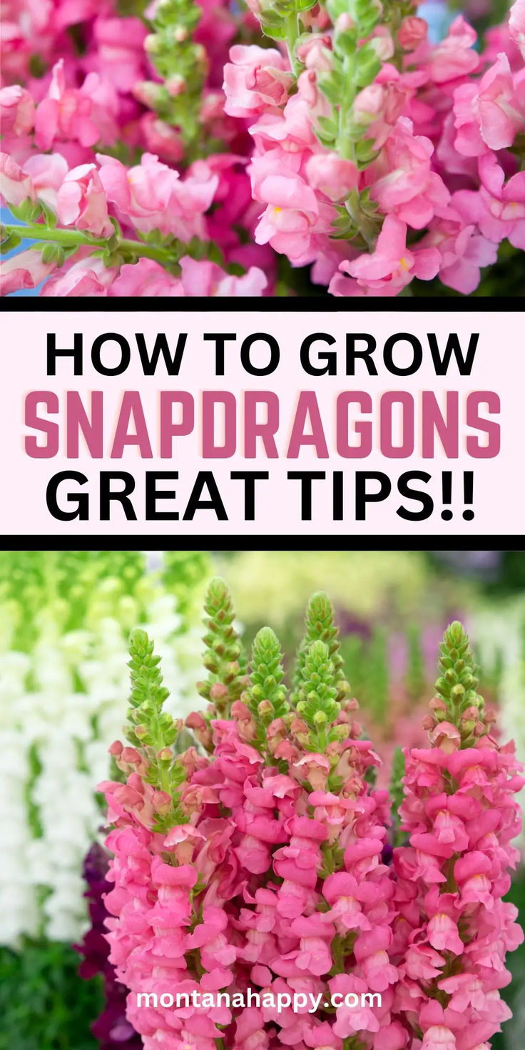 Two photos of Snapdragons. text says, "How to grow Snapdragons montanahappy.com"