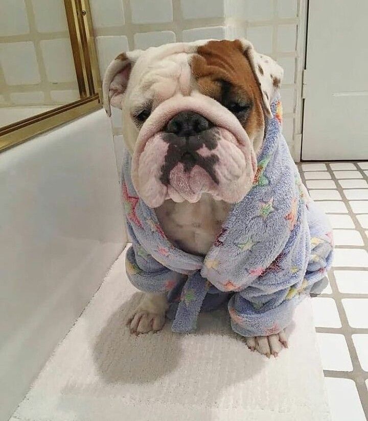 a bulldog sitting on the edge of a bath tub wearing a robe and looking at the camera