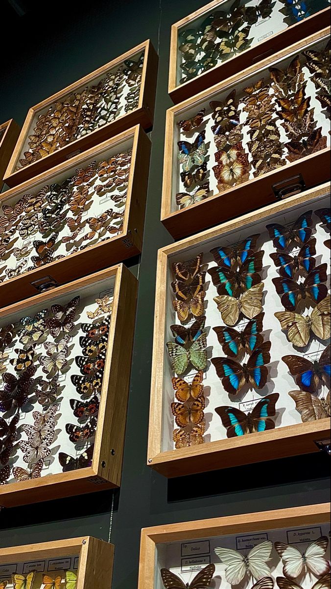 many framed butterflies are on display in wooden frames