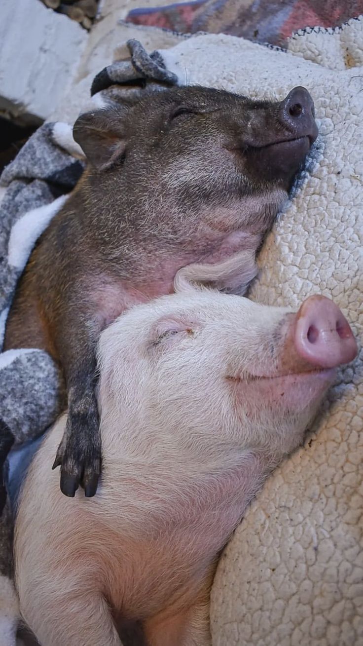 two small pigs cuddle together on a blanket