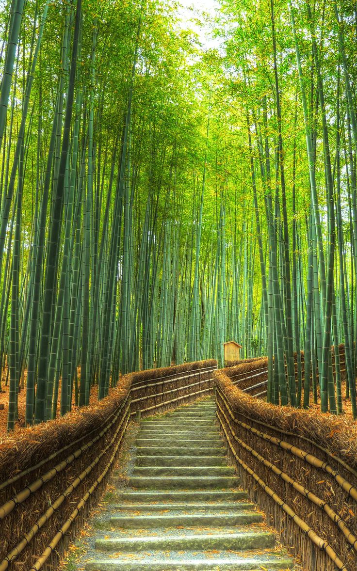 an image of a bamboo forest with steps leading up to the tree lined walkways