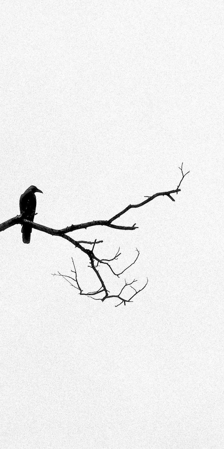 a black bird sitting on top of a tree branch in front of a white sky