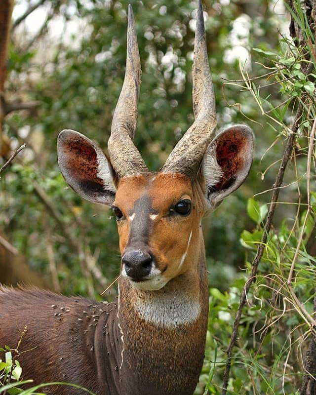 an antelope with very long horns standing in the woods looking at the camera