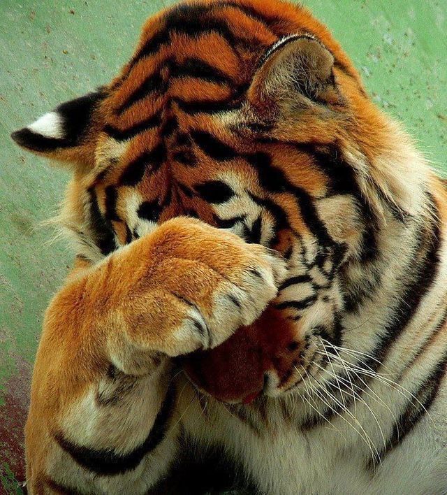 a close up of a tiger laying on the ground with its paw in it's mouth