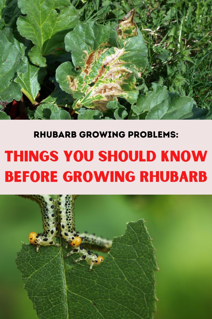 Rhubarb Growing Problems: There are certain problems that can be caused by pests, diseases, and climate. Rhubarb Plants How To Grow, Transplanting Rhubarb Plants, Rhubarb Water, Growing Rhubarb, Bug Infestation, Vegetable Planting, Rhubarb Plants, Kill Ants, Garden Pest Control