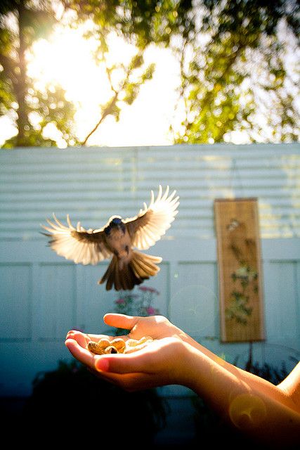 a person holding out their hand with a bird in the air