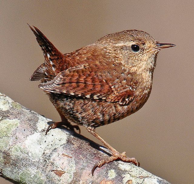 a small brown bird sitting on top of a tree branch