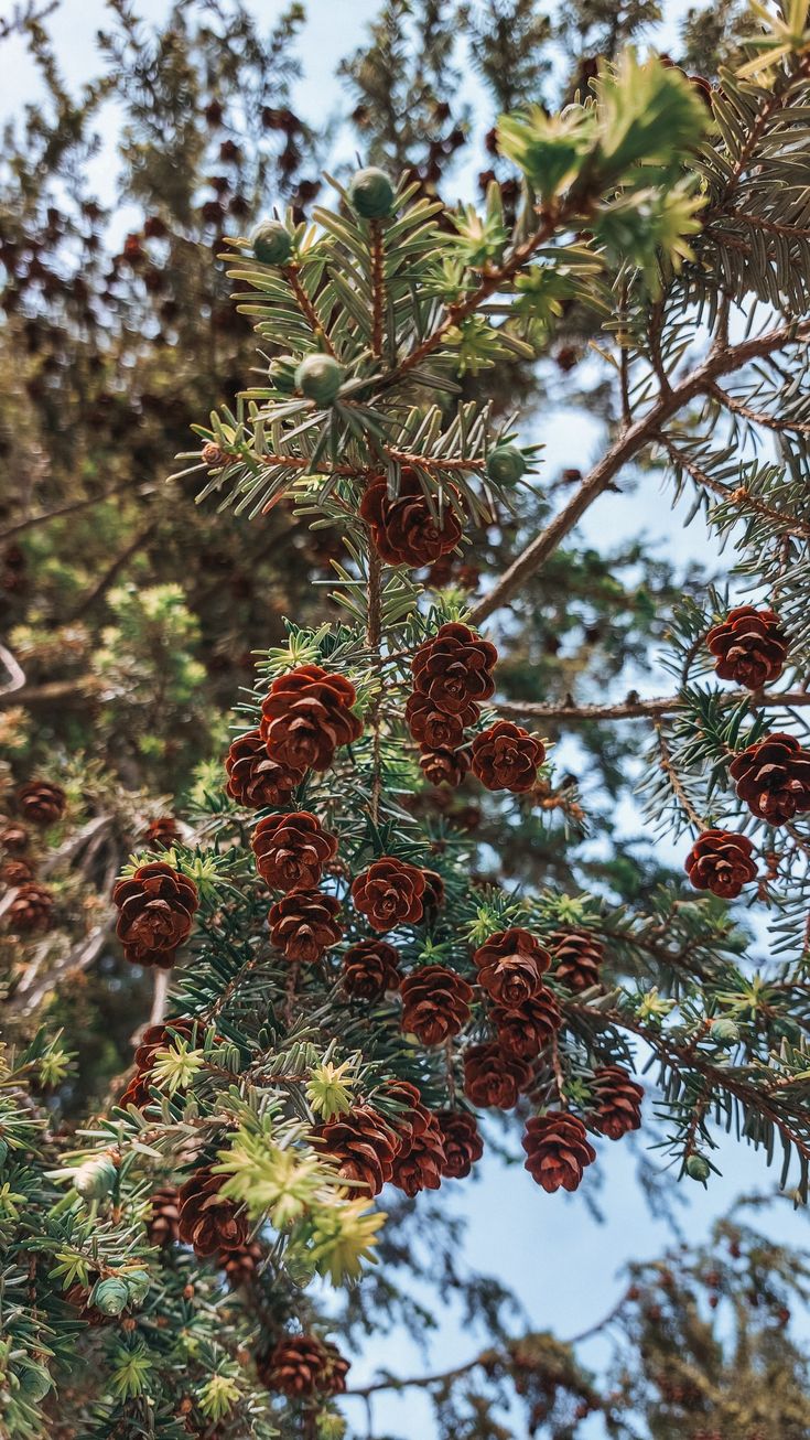 pine cones are hanging from the branches of a tree with blue sky in the background