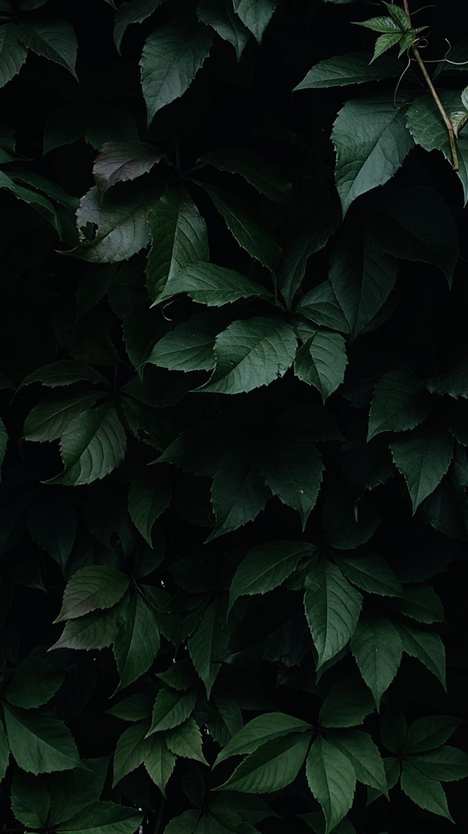 a black and white cat sitting on top of a green leaf covered tree branch in the dark