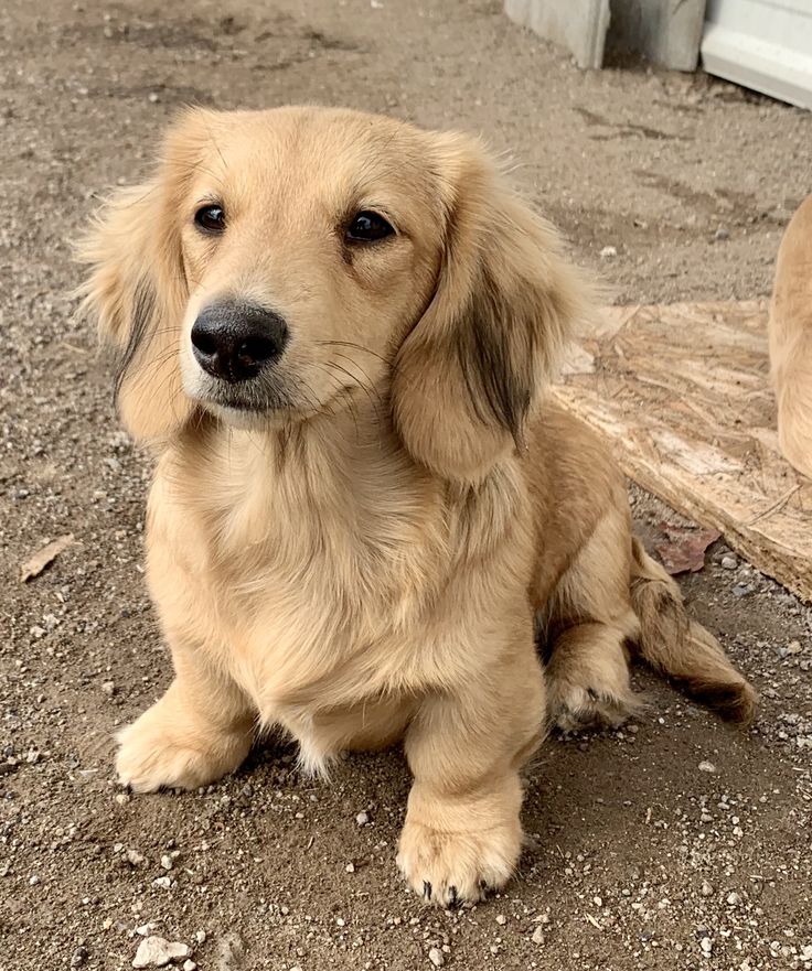 a brown dog sitting on top of a dirt field