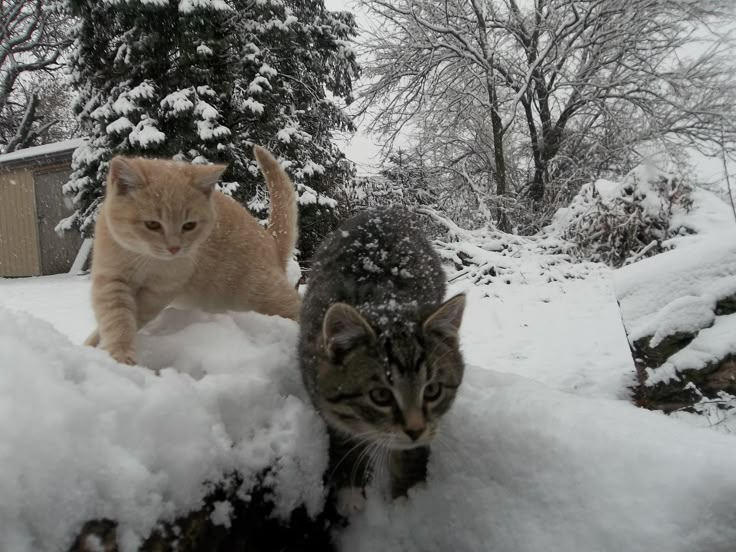 two cats are walking in the snow near some trees and bushes, one is looking at the camera