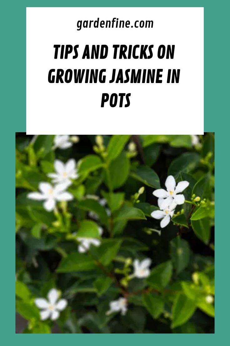 white flowers with the words tips and tricks on growing jasmine in potts