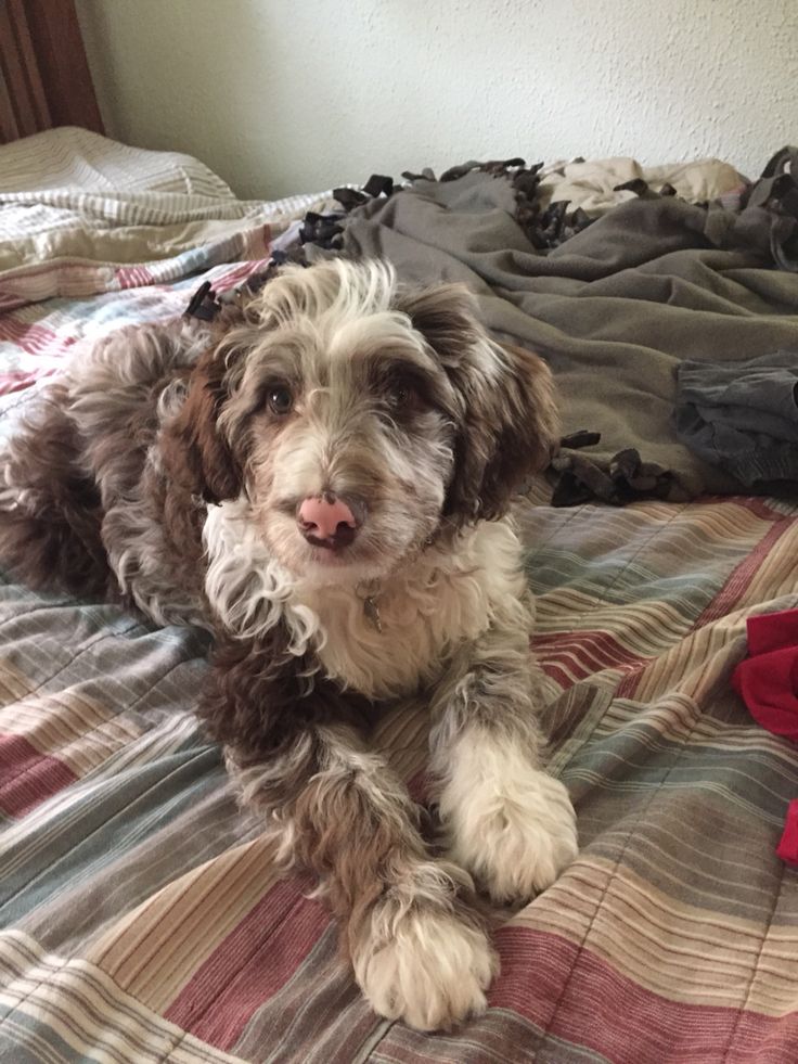 a brown and white dog laying on top of a bed next to a pile of clothes