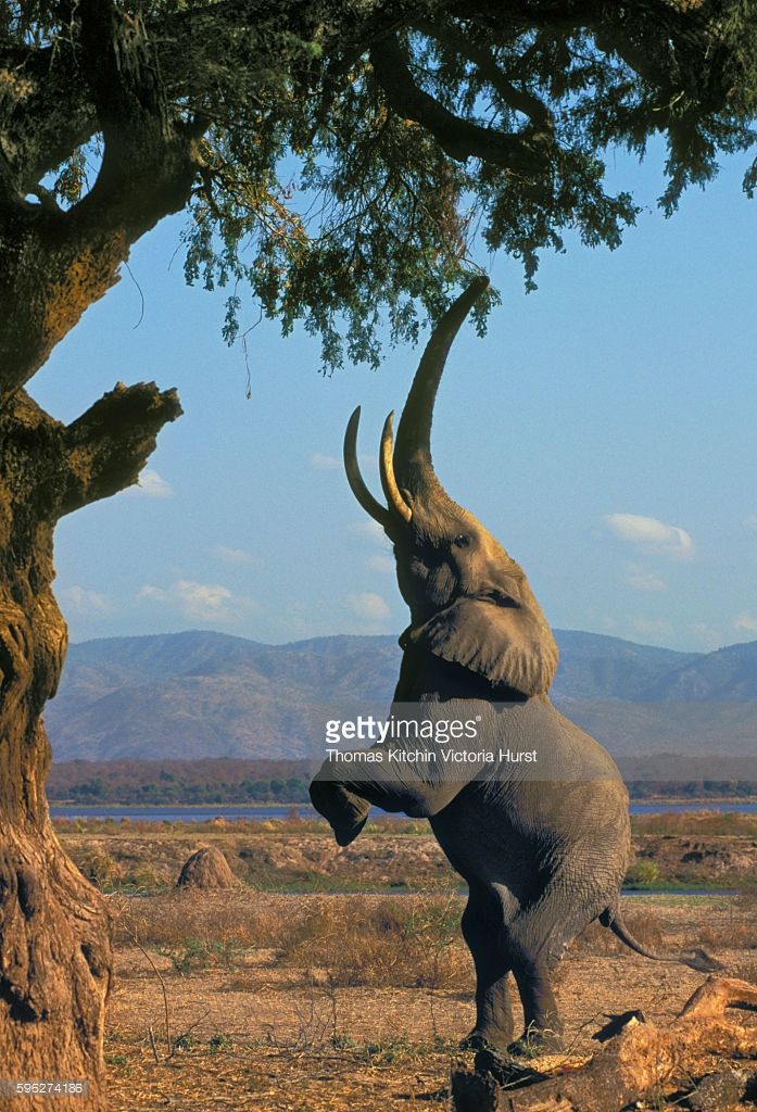 an elephant standing on its hind legs in front of a tree with it's trunk up