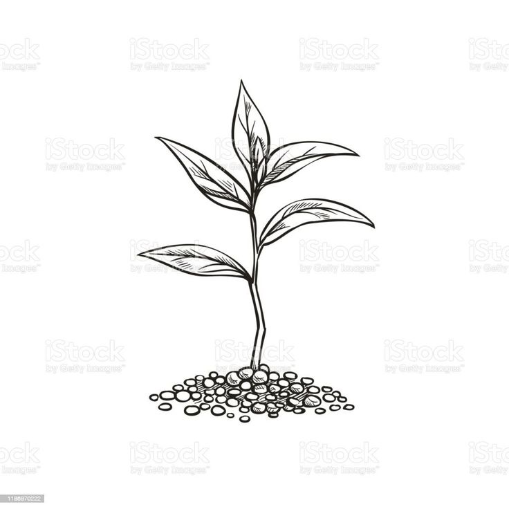 a drawing of a plant growing out of the ground with rocks on it royalty photo