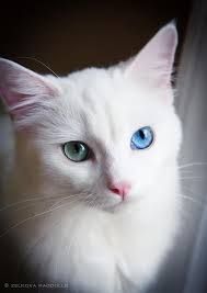 a white cat with blue eyes looking at the camera