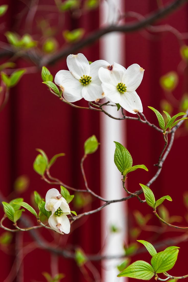 some white flowers on a tree branch with red curtains in the backgrounnd