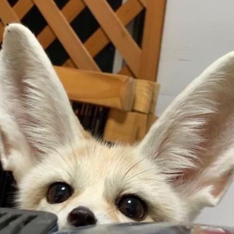 a close up of a small dog with ears sticking out and looking at the camera