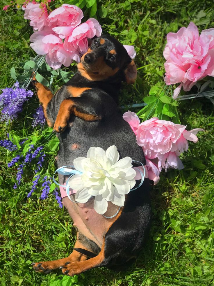 a dachshund laying on its back in the grass with flowers around it