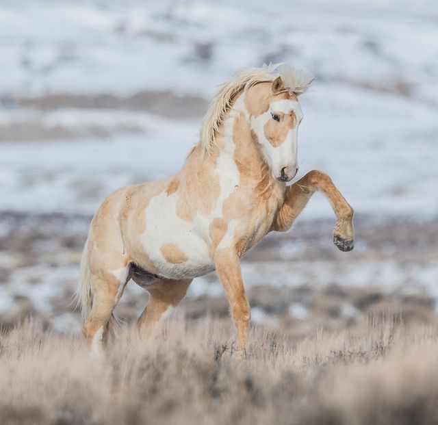 a brown and white horse standing on its hind legs in an open field with snow covered mountains behind it