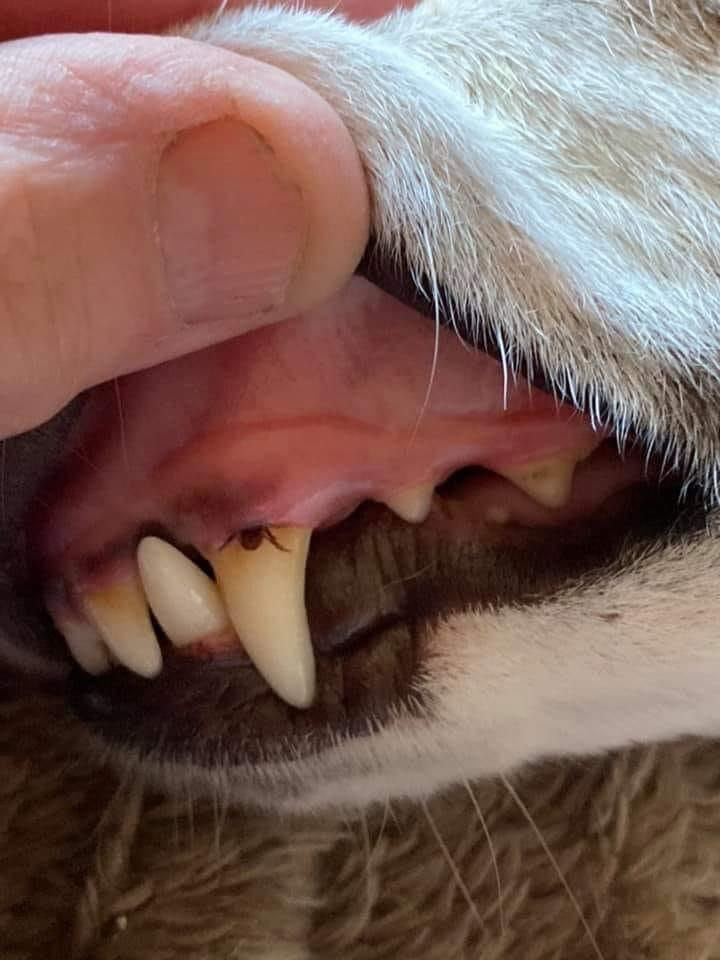 a close up of a cat's teeth with it's mouth open