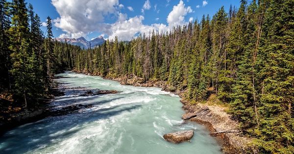 a river running through a forest filled with trees