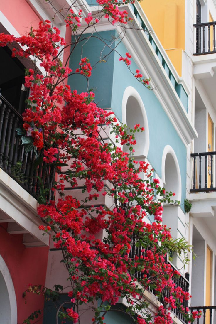 red flowers growing on the side of a building with arabic writing in front of it