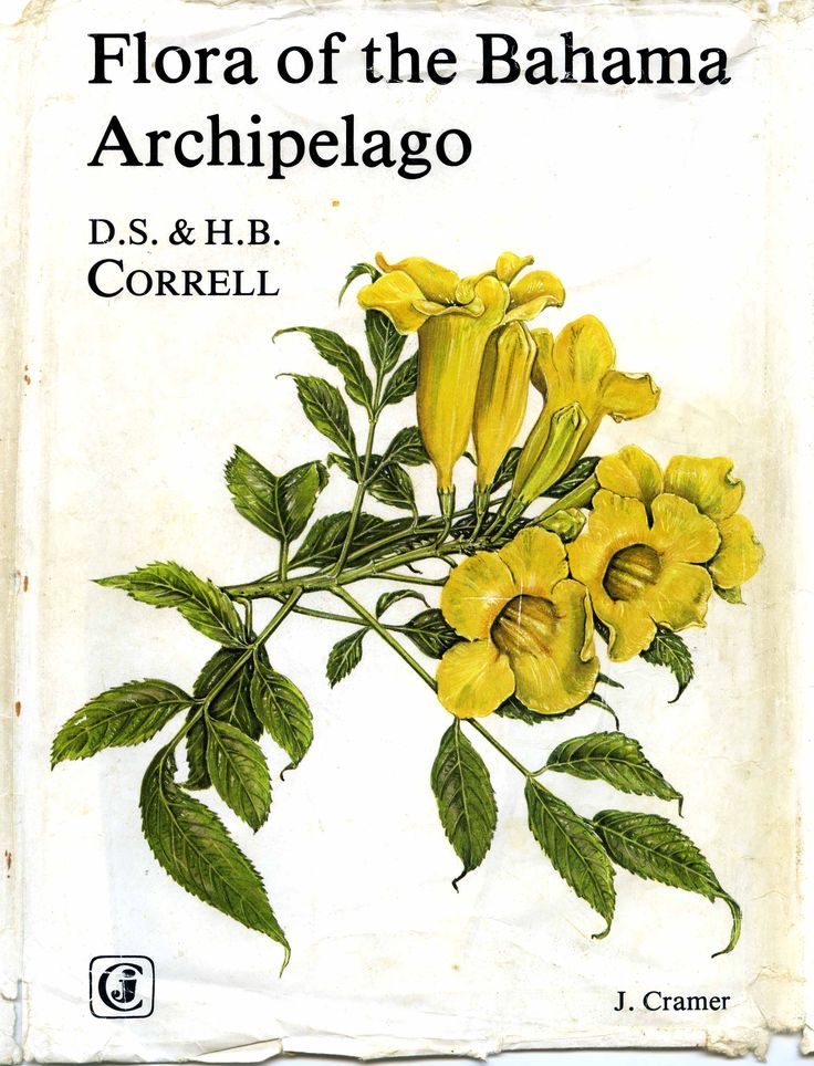 a book with yellow flowers and green leaves on the cover, which reads flora of the banana archipelago