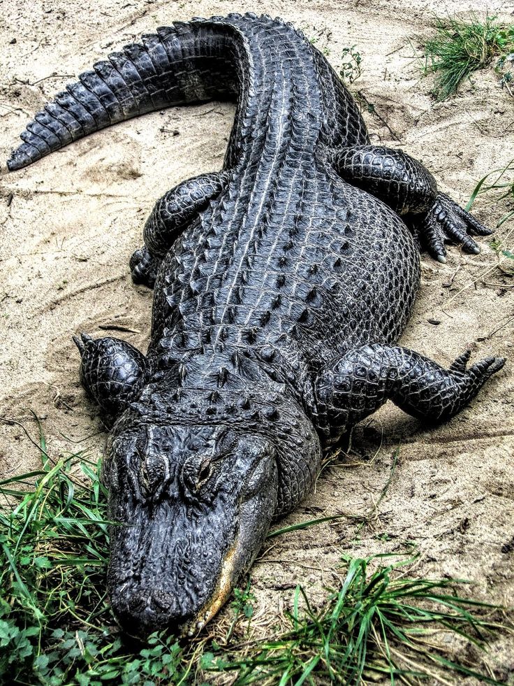 an alligator is laying on the ground with grass