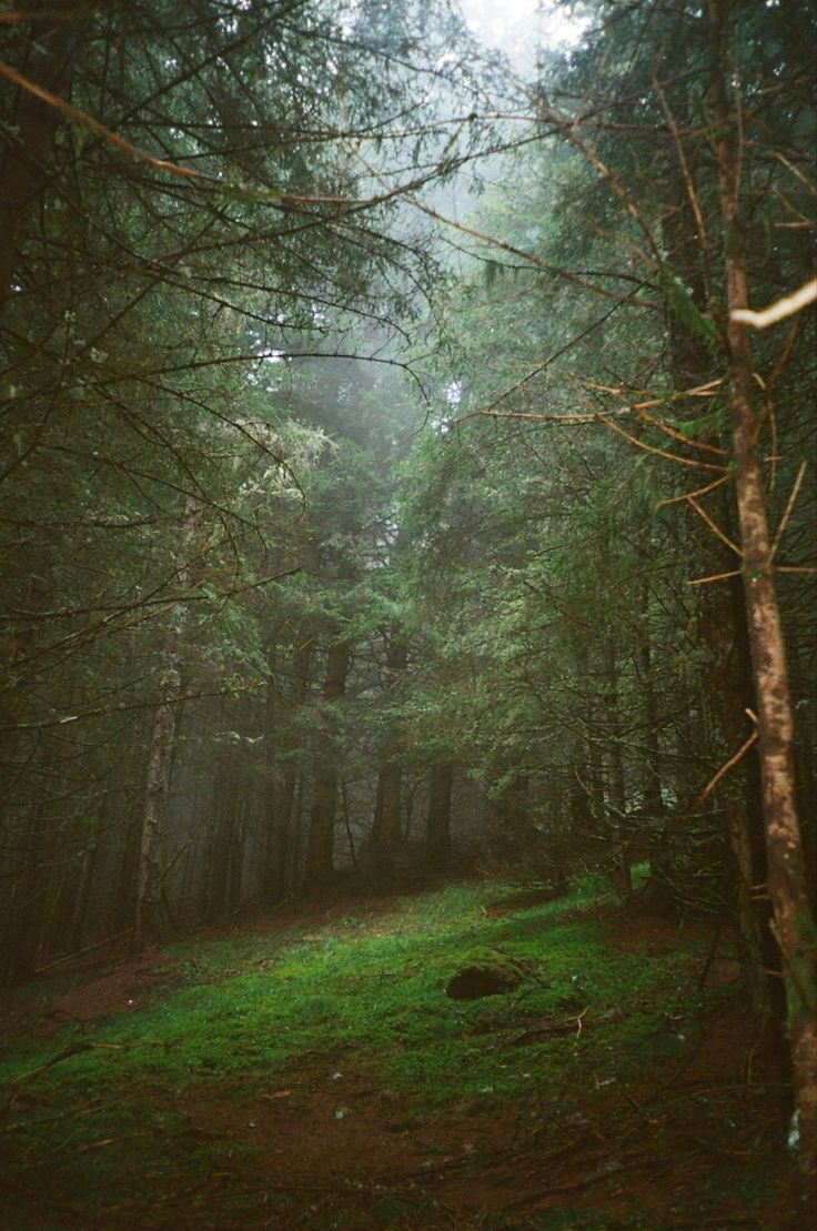 a forest filled with lots of tall trees and green grass on the side of it