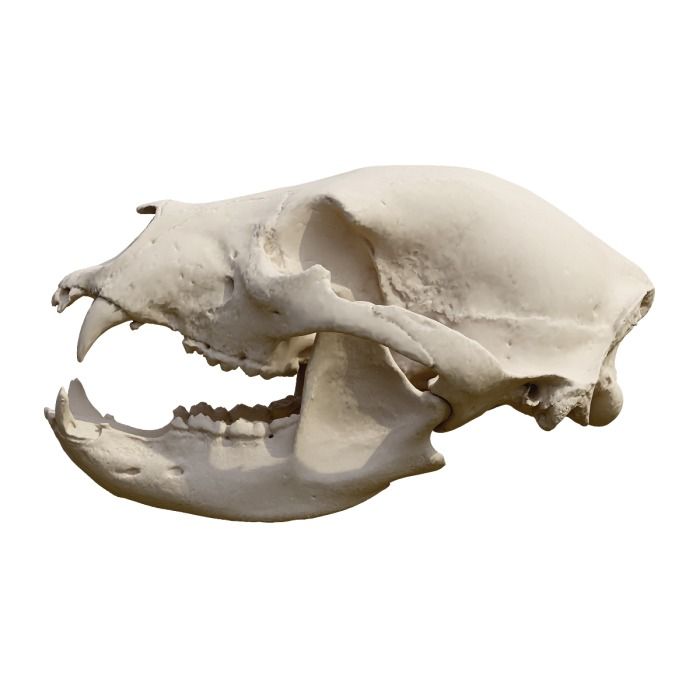 an animal's skull is shown against a white background