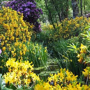 yellow and purple flowers in the middle of a garden with lots of green plants on either side