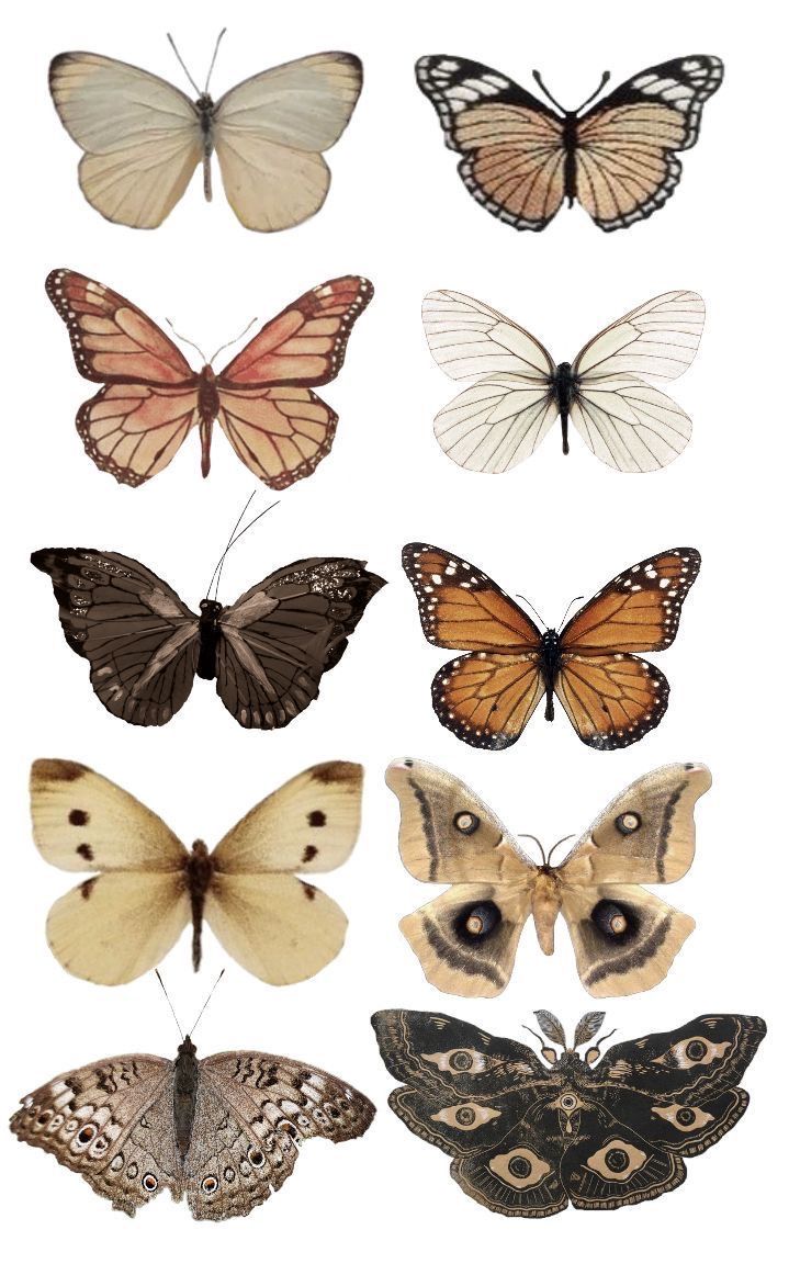 the different types of butterflies are shown in this image, and there is no image to describe