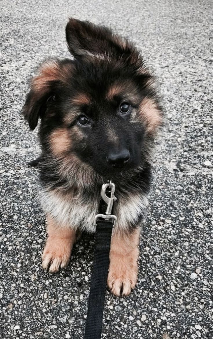 a puppy is sitting on the ground and looking at the camera while wearing a leash