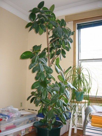 a potted plant sitting on top of a wooden table in front of a window