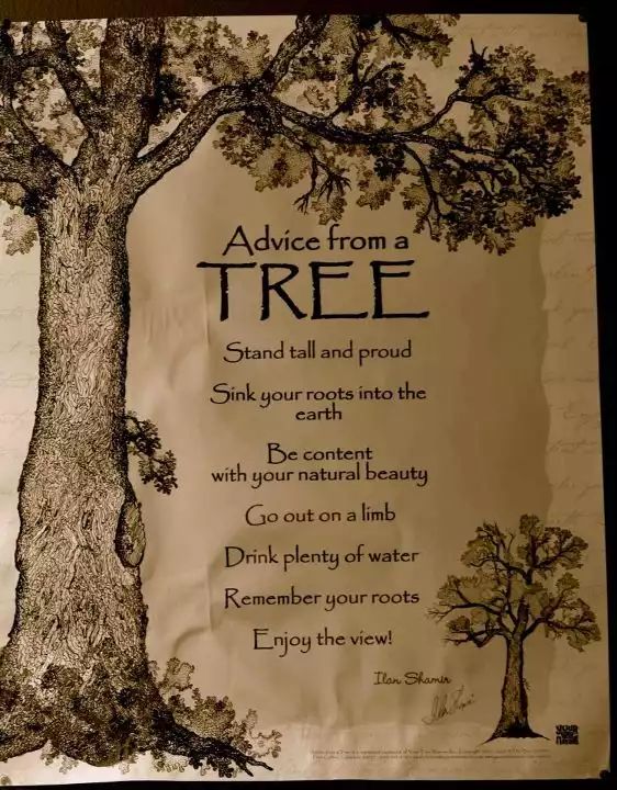 a tree with the words advice from a tree on it