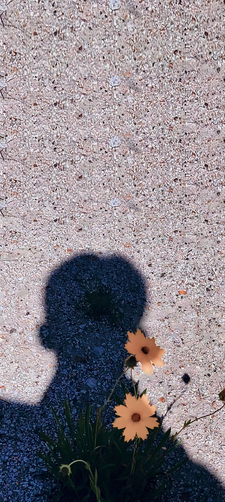 the shadow of a person standing next to flowers