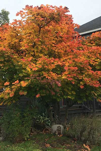 an orange and yellow tree in front of a house