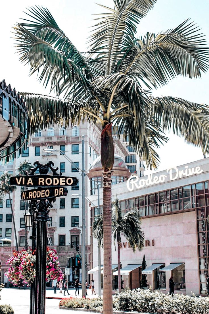 a palm tree in the middle of a city street with buildings and flowers around it