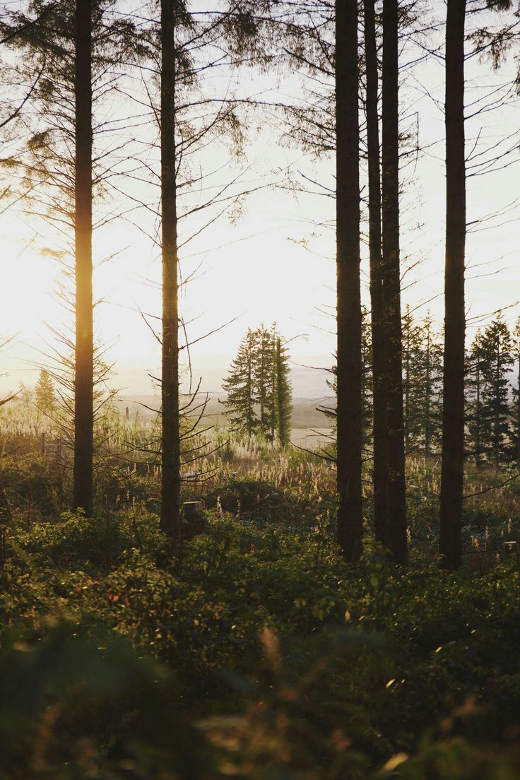 the sun is shining through the trees in the forest