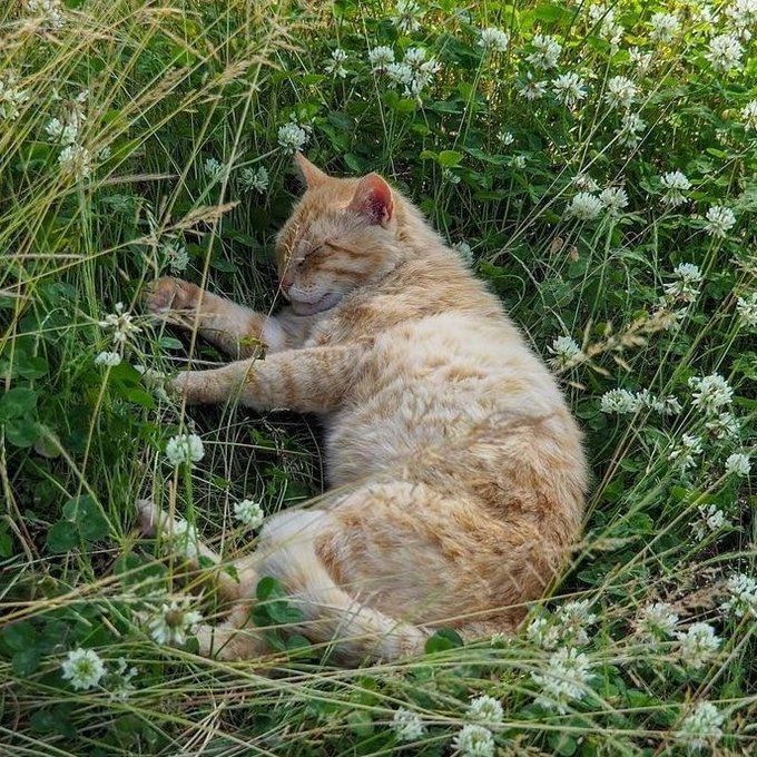 an orange cat is laying in the grass