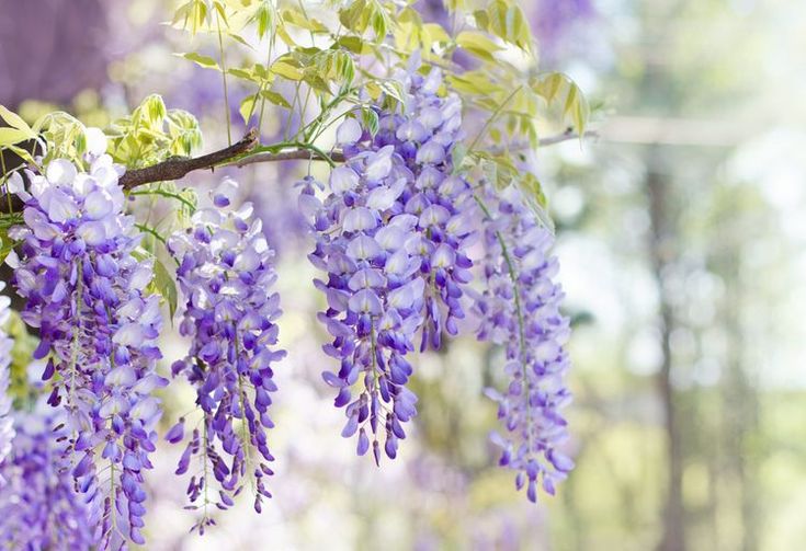 purple flowers are hanging from a tree branch