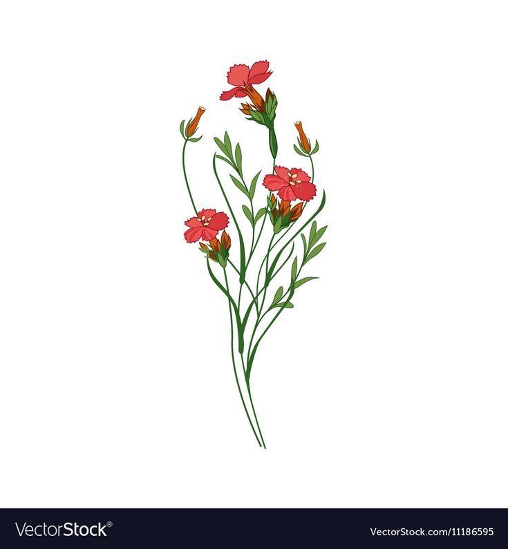 red flowers on a white background with green leaves and stems in the center, hand drawn