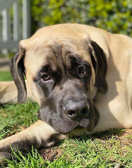 a large brown dog laying in the grass