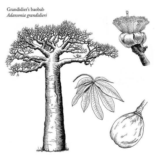 an illustration of a tree with fruit on it and the words grandma's baobab above it